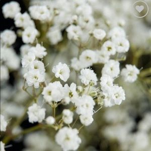 Meet your Posher, Traycee